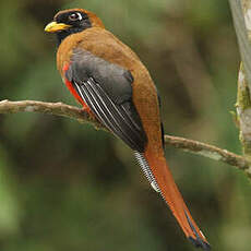 Trogon masqué