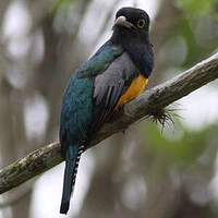 Trogon pattu