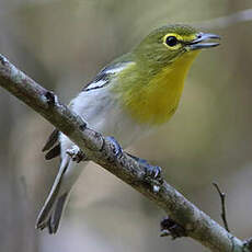 Viréo à gorge jaune