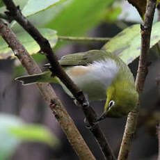 Zostérops à flancs marron