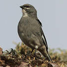 Idiopsar leucoptère
