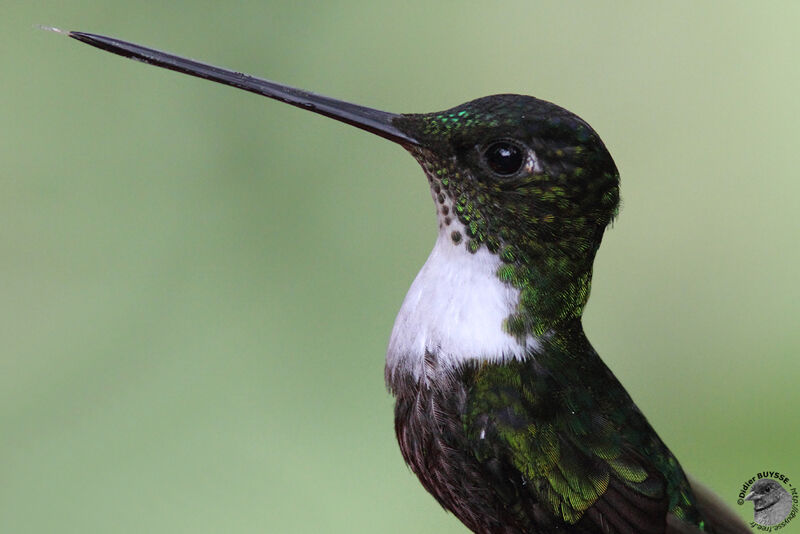 Collared Incaadult breeding, identification