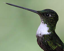 Collared Inca