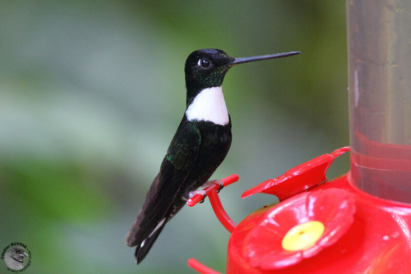 Collared Incaadult, identification