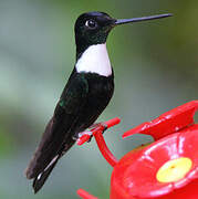 Collared Inca