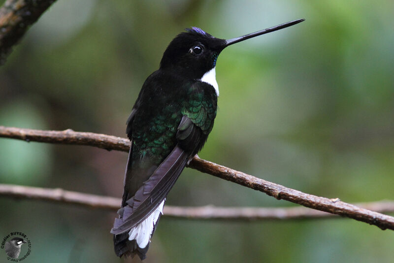 Collared Inca male adult, identification