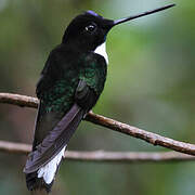 Collared Inca