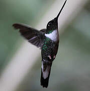 Collared Inca