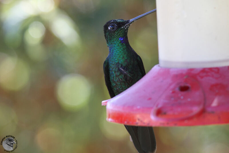 Buff-winged Starfrontletadult, identification