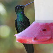 Buff-winged Starfrontlet