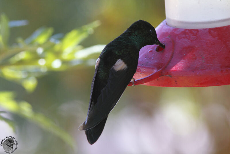 Buff-winged Starfrontletadult, identification