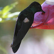 Buff-winged Starfrontlet