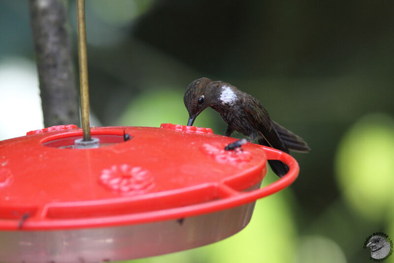 Brown Incaadult, identification