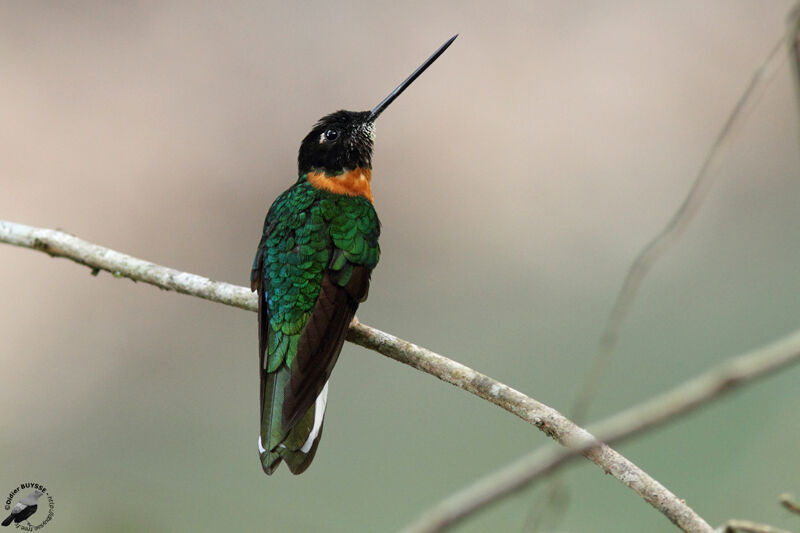 Inca de Gould mâle adulte, identification