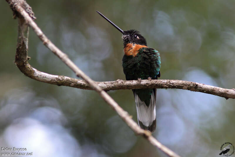 Inca de Gould mâle adulte, identification