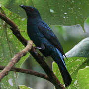 Asian Fairy-bluebird