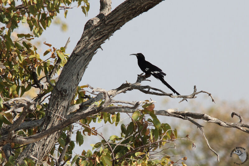 Violet Wood Hoopoe