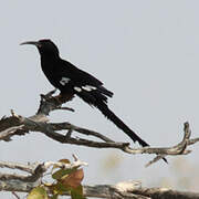 Violet Wood Hoopoe