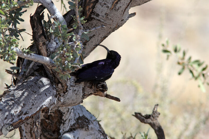 Common Scimitarbilladult, identification