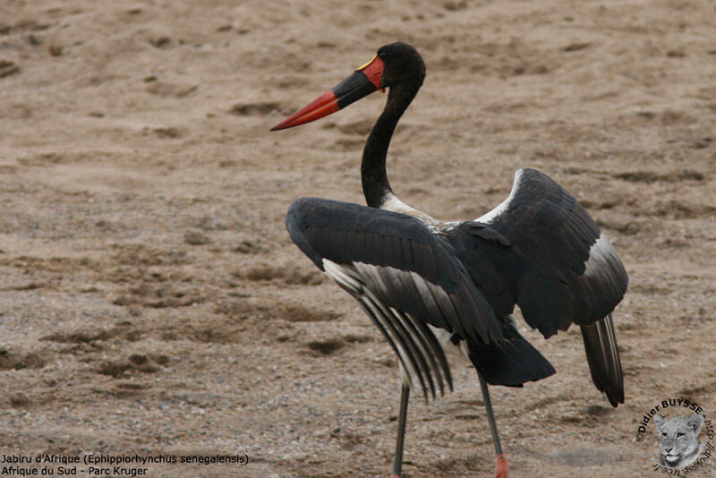 Saddle-billed Storkimmature