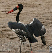 Saddle-billed Stork