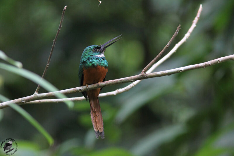 Rufous-tailed Jacamar male adult, identification