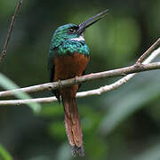 Rufous-tailed Jacamar