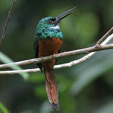 Jacamar à queue rousse