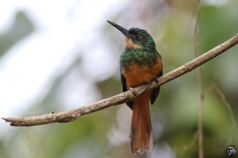 Rufous-tailed Jacamaradult, identification