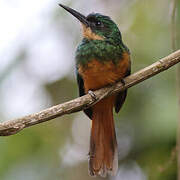 Rufous-tailed Jacamar