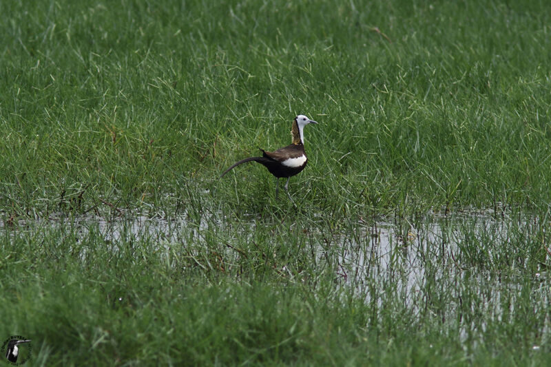 Jacana à longue queueadulte nuptial, identification, habitat