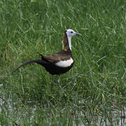 Pheasant-tailed Jacana