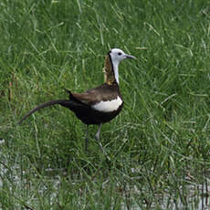 Jacana à longue queue