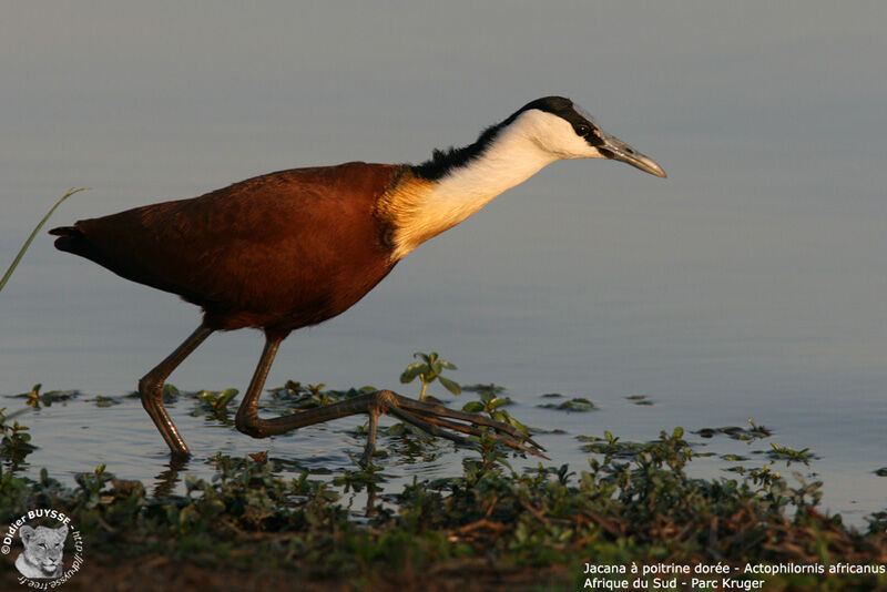 Jacana à poitrine doréeadulte, identification