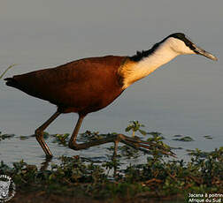 Jacana à poitrine dorée