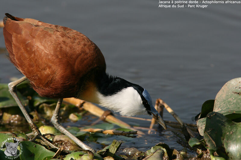 Jacana à poitrine doréeadulte, identification, régime, Comportement