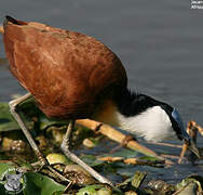 African Jacana