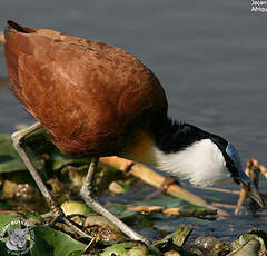 Jacana à poitrine dorée