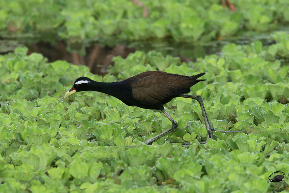 Bronze-winged Jacanaadult, identification, Behaviour