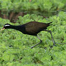 Jacana bronzé