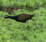 Bronze-winged Jacana