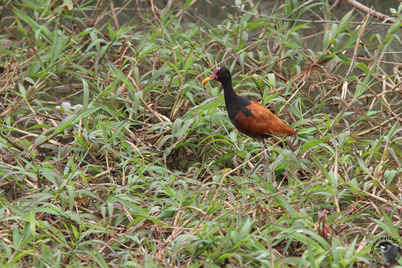 Jacana noiradulte, identification