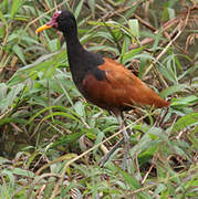 Wattled Jacana