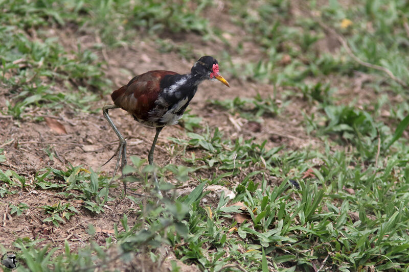 Jacana noirjuvénile, identification