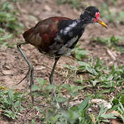 Wattled Jacana