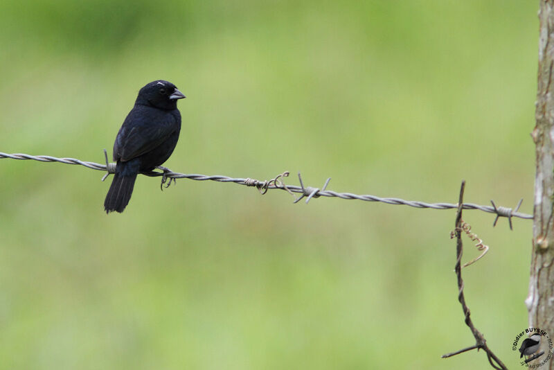 Blue-black Grassquitadult, identification