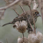 Blue-black Grassquit