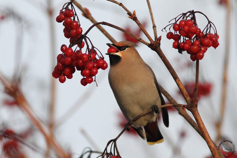 Bohemian WaxwingFirst year, identification, feeding habits