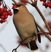 Bohemian Waxwing