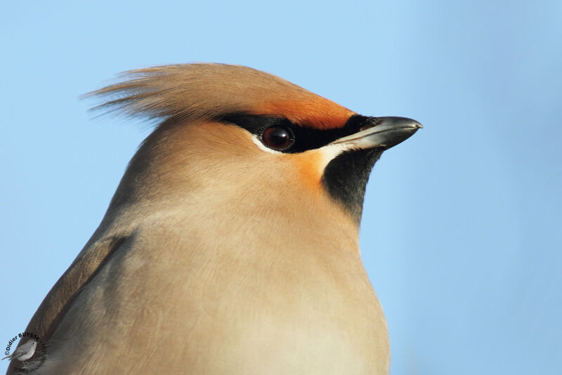 Bohemian WaxwingFirst year, identification